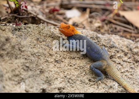 Common or Rainbow Agama Lizard. Masai Mara Game Reserve, Kenya, Africa. Stock Photo