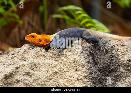 Common Agama Lizard Stock Photo