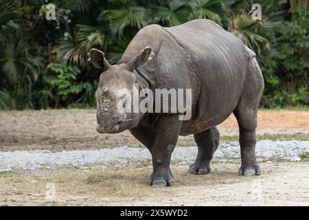 Greater One-Horned or Indian Rhinoceros Stock Photo