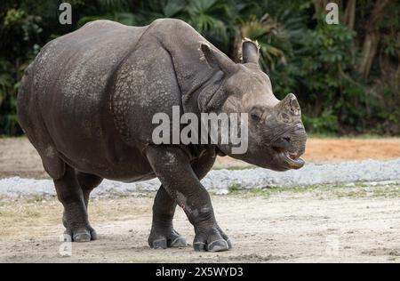 Greater One-Horned or Indian Rhinoceros Stock Photo