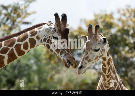 Northern Giraffe Stock Photo