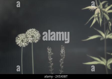 Two flowers, with one in full seed head, stand tall in sharp focus against a darkened background, showcasing the intricate details of their delicate s Stock Photo