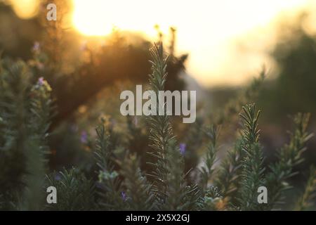 Flowering rosemary stems in the warm light on sunset. Stock Photo