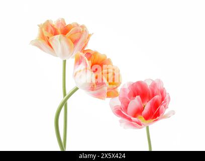 Three Double tulips [2 La Belle Epoque and 1 Angelique] isolated on white background Stock Photo