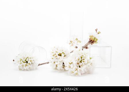 High key still life with one branch of cherry tree blossom and glass vases Stock Photo