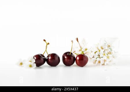 Fresh cherries and cherry tree blossom arranged on white background Stock Photo