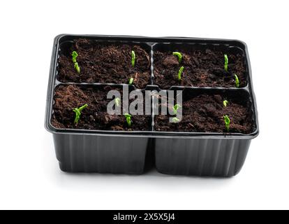 Seedling  pea sprouts in black small container isolated on white Stock Photo