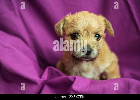 Cute puppy in folds of a purple fabric Stock Photo