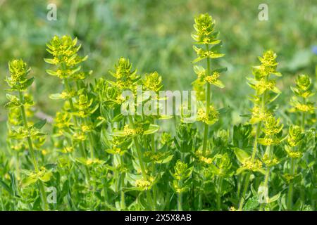 Crosswort wildflowers (Cruciata laevipes) flowering during May, Hampshire, England, UK Stock Photo