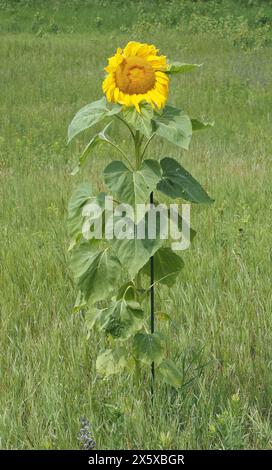Sunflower in summer (Wisconsin) Stock Photo