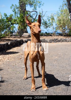 Purebred native Canarian dog, Podenco Canario Stock Photo