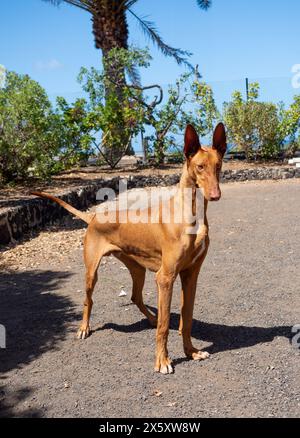 Purebred native Canarian dog, Podenco Canario Stock Photo