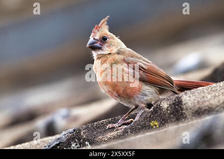 Cute young female northern cadinal perched on a roof. Stock Photo