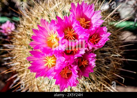 Thelocactus conothelos hi-res stock photography and images - Alamy