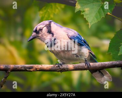 A close-up shot of a blue jay perched on a twig on a blurred natural green background Stock Photo