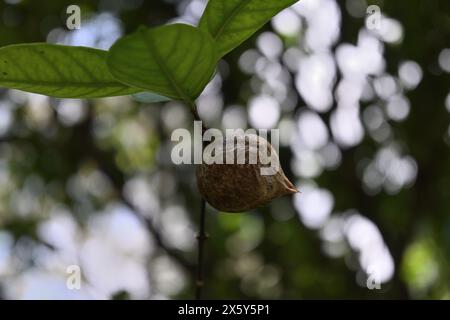 Low angle view of an unhatched Mantis insect egg case on a small plant stem. This mantis egg capsule call as Ootheca Stock Photo