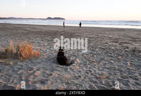 Dog days at the beach Stock Photo