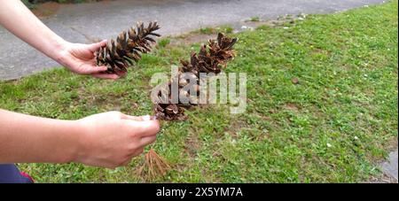 Two large pine cones in children's hands. A boy and a girl are holding a pine cone in their hands. Seeds of evergreen conifers. School of Natural Hist Stock Photo