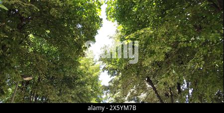 Crowns of two linden trees. Branches and green leaves. Stock Photo