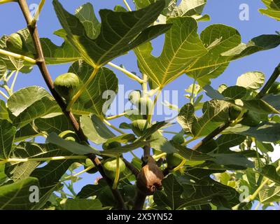 Figs on a branch. Several fruit fruits, ready to be harvested and consumed. Garden plants. Ripe fig in a garden or farm, hanging from a tree branch. Stock Photo