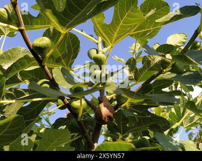 Figs on a branch. Several fruit fruits, ready to be harvested and consumed. Garden plants. Ripe fig in a garden or farm, hanging from a tree branch. Stock Photo