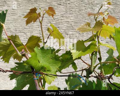 a young vine tied up on metal wires. In the background there is a corrugated plaster wall. Green leaves with sharp edges shine in the sun. Stock Photo