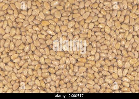 Cedar nuts in plastic bag itexture background. Transparent vacuum package of pine nuts. Top view, Stock Photo