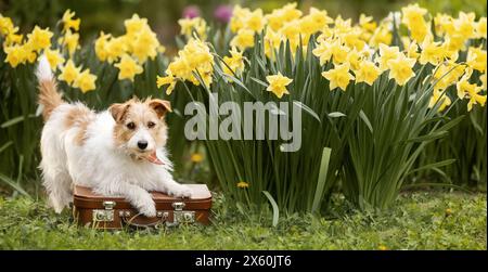 Banner of a happy dog puppy as waiting on a suitcase with daffodil flowers. Pet travel, vacation in spring or summer. Stock Photo