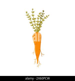 Carrot with green leaves and tuber from vegetable garden or farm field vector illustration Stock Vector