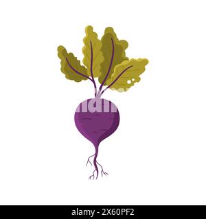 Beetroot with green leaves on stems, ripe tuber and roots vector illustration Stock Vector
