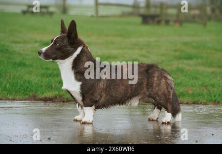 Alert Cardigan Welsh Corgi Dog Brindle and White On a Path Stock Photo