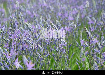 Blue Camassia leichtlinii, the great camas or large camas, in flower. Stock Photo