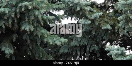 Pigeon Wood Pigeon or Vityuten sits on the branches of a tree Stock Photo