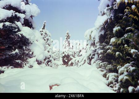 Trees in the Swiss Alps under an heavy snowfall, shot with analogue colour film technique Stock Photo