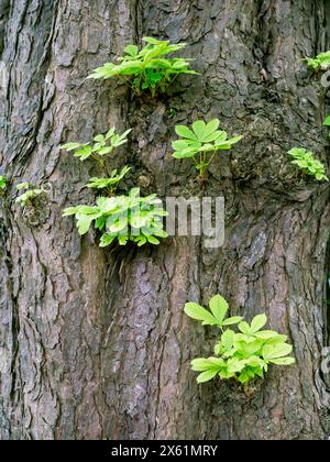big part of bark on old fat chestnut tree Stock Photo