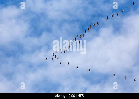 A flock of ducks, lined up at an angle, flies against a background of blue sky with white clouds. Spring migration of birds to the north Stock Photo