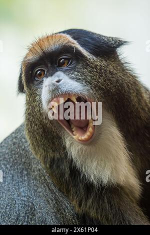 De Brazza's Monkey - Cercopithecus neglectus, beautiful colored primate endemic to the riverine and swamp forests of central Africa, Uganda. Stock Photo