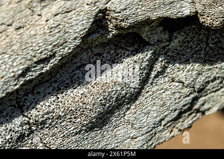 A weathered whale bone showing the sponge-like or honeycomb structure, suitable as a background. Stock Photo