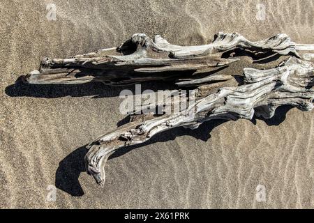 White and grey, weathered driftwood on wave ripples in sand; suitable as a background image. Stock Photo