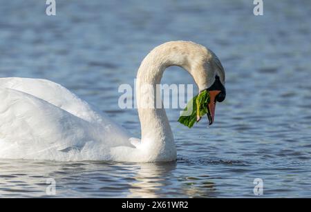 Male Mute swan, Cygnus olor, eating Green Sea Lettuce, Ulva lactuca at Lodmoor, Dorset. Stock Photo