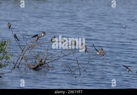 Group of Sand martins, Riparia riparia, perched near nesting sites in spring. Stock Photo