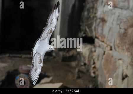 Tern in flight over Douro river border, north of Portugal Stock Photo