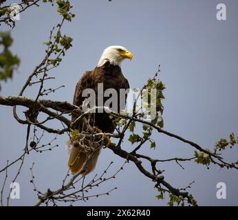 Bald Eagle sitting in a tree. Stock Photo