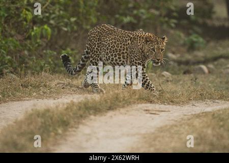 Indian wildlife tourism Stock Photo