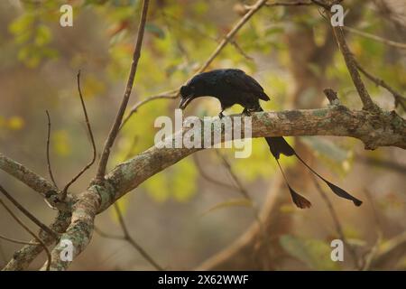 Greater Racket-tailed Drongo - Dicrurus paradiseus, Asian bird with elongated outer tail feathers with webbing restricted to the tips, family Dicrurid Stock Photo