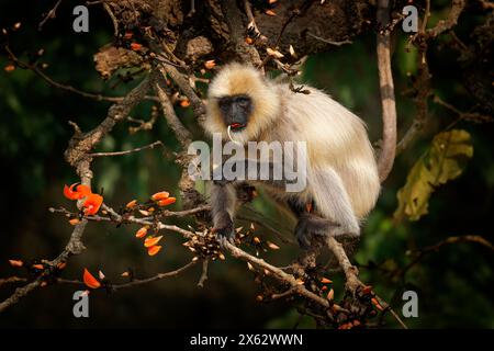 Black-footed gray or Malabar Sacred Langur - Semnopithecus hypoleucos, Old World leaf-eating monkey found in southern India, monkey sitting in the for Stock Photo