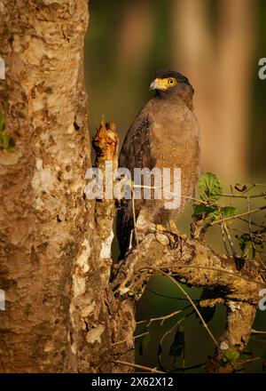 Crested serpent eagle - Spilornis cheela is medium-sized bird of prey found in forested habitats across tropical Asia, brown bird woth the crest on th Stock Photo
