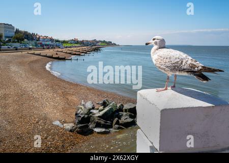 A young herring gull sits on a white bollard with Herne Bay coast and beach in soft focus in the background. Stock Photo