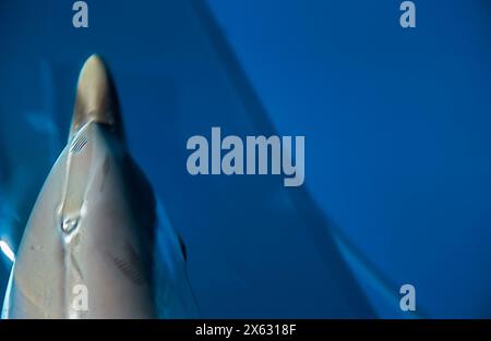 A glimpse into the ocean's depths reveals the serene beauty of a dolphin gliding through the blue, its form a blur of motion and grace Stock Photo