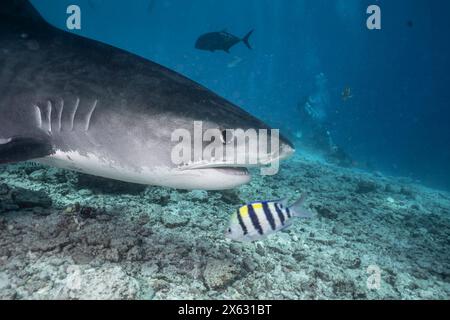 A tiger shark (Galeocerdo cuvier) glides near the ocean floor, its formidable figure standing out among reef fish and underwater rocks. The clarity of Stock Photo